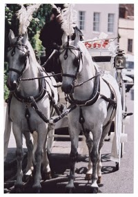 Benford Horse Drawn Carriages Ltd 1072326 Image 3